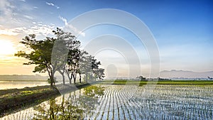 Beautiful row of tree in the side of rice field