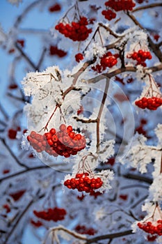 Beautiful rowan branch in hoarfrost