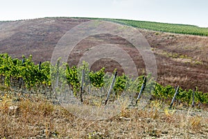 Beautiful Rows of Brunello Grapes