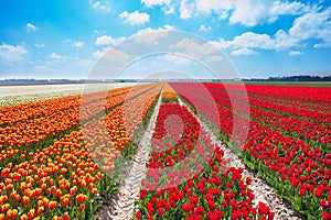 Beautiful rows of red and orange tulip field