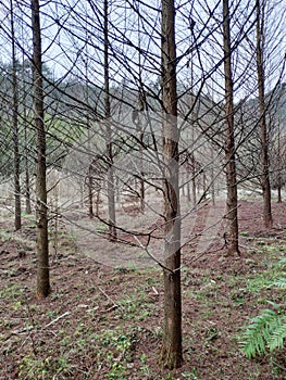 Beautiful rows of trees without leaves.