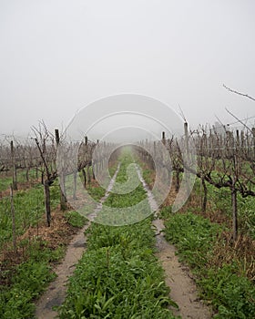 Beautiful rows of winter grape vines leading away in the background, softened by fog.