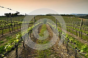 Beautiful rows of young green vineyards near Mercatale Val di Pesa Florence in spring season at sunset. Tuscany