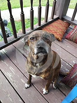 Beautiful Roxy pit terrier mutt baby 2