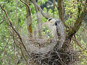 Beautiful royal heron in nest big bird feathers photo