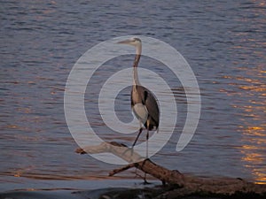 Beautiful royal heron waiting to fish in the river photo