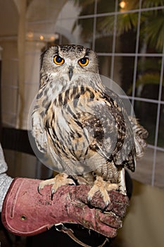 Beautiful royal owl with a magnetic look