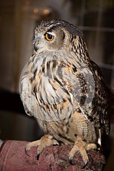 Beautiful royal owl with a magnetic look