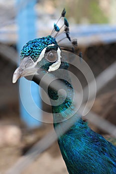 Beautiful royal peacock animal