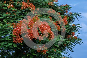 Beautiful Royal Poinciana's flower(or Phoenix flower)