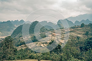 Rice paddys fill this Vietnam scene photo