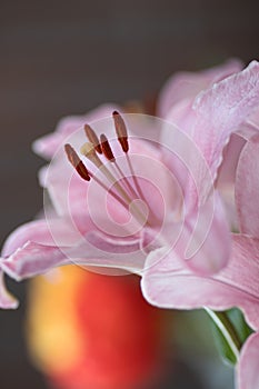 A beautiful, roza lily