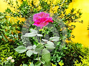 Beautiful roze in my garden photo