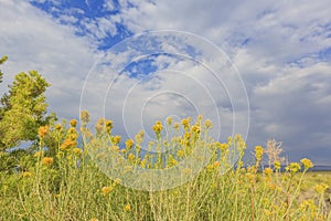 Beautiful Rubber rabbitbrush yellow flower blossom in summer