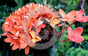 Beautiful Rubiaceae orange colour flower