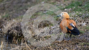 A beautiful Ruddy Shelduck Tadorna ferruginea, A bird on a grass field