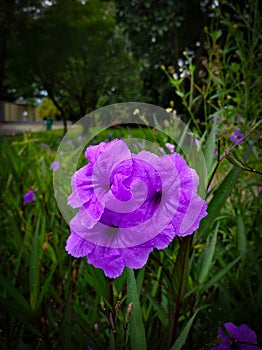 A beautiful ruellia simplex flower