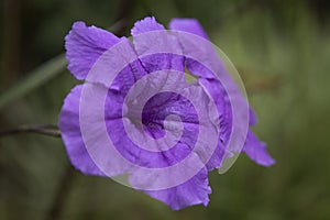 Beautiful ruellia simplex flowers close-up picture