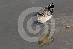 A beautiful Ruff, reeve, Philomachus pugnax, hunting for food along the shoreline, its reflection showing in the water.