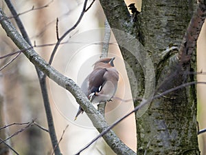 A beautiful ruffled waxwing sits on a tree branch. Spring forest background with waxwing