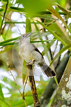 The beautiful Rufous-crowned babbler, Malaysia.