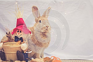 Beautiful Rufus colored rabbit sits upright next to autumn scarecrow decoration with simple background