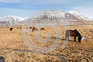 Beautiful, rugged and tough Icelandic horses in winter, Iceland