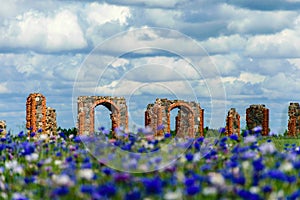 Beautiful ruins of an old barn made of boulders and red bricks in the middle of a field of cornflowers, colorful field of