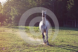 Beautiful running white horse