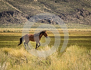 Beautiful Wild Horse In Dobie Meadow Near California Hwy 120