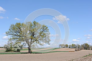 A beautiful rural countryside ecological farming landscape with a tree on a field and green meadow a sunny day with blue sky