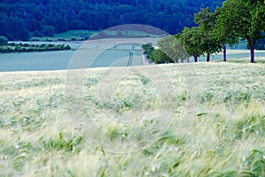 Beautiful rural landscape with agricultural fields of cereal plants with spikes