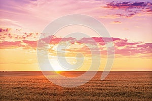 Beautiful rural landscape of a bright dawn over a wheat field