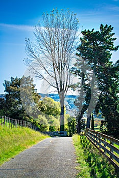 Beautiful rural landscape with a country road running by green hills and wooden fence towards a tall bare tree. Sunny