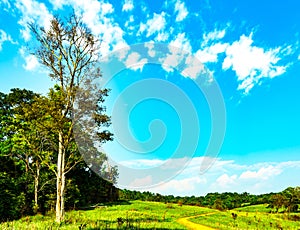 Beautiful rural landscape of green grass field with white flowers on blue sky and white cumulus clouds on sunshine day. Forest