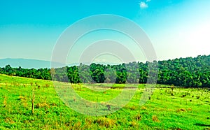 Beautiful rural landscape of green grass field with white flowers on clear blue sky background in the morning on sunshine day.