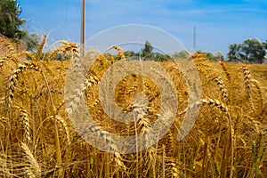 Beautiful rural landscape image of wheat field