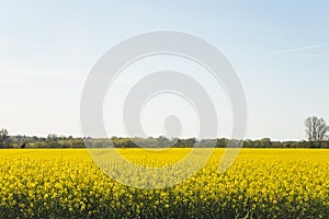 Beautiful rural landscape with rapseed field