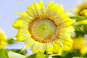 Beautiful rural landscape of sunflower field in sunny summer day