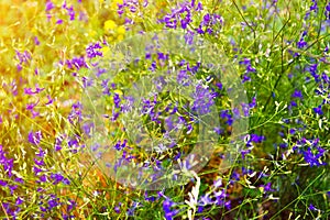 Beautiful rural landscape with the sunrise and blossoming meadow