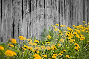 Beautiful rural landscape with a wooden fence and a green meadow with yellow dandelions flowers in a summer day