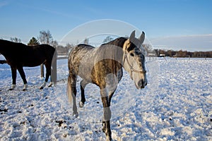 Beautiful Rural scene with two light horses playing around in snow covered paddock.