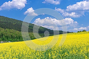 Beautiful rural spring landscape with yellow rapeseed field in the foreground