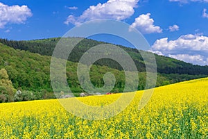 Beautiful rural spring landscape with yellow rapeseed field in the foreground and the red train behind