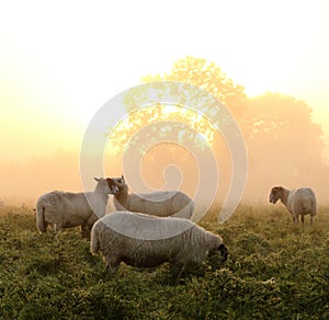 Beautiful Rural sunrise with sheep