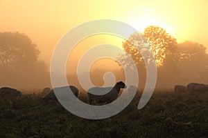 Beautiful Rural Sunset with Sheep