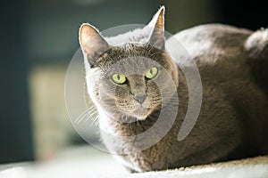 Beautiful russian blue cat close up