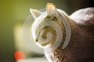 Beautiful russian blue cat close up