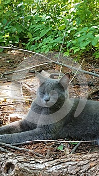 Beautiful Russian Blue grey colored cat outside