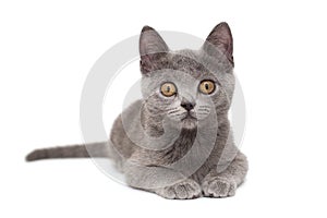 Beautiful Russian blue  kitten